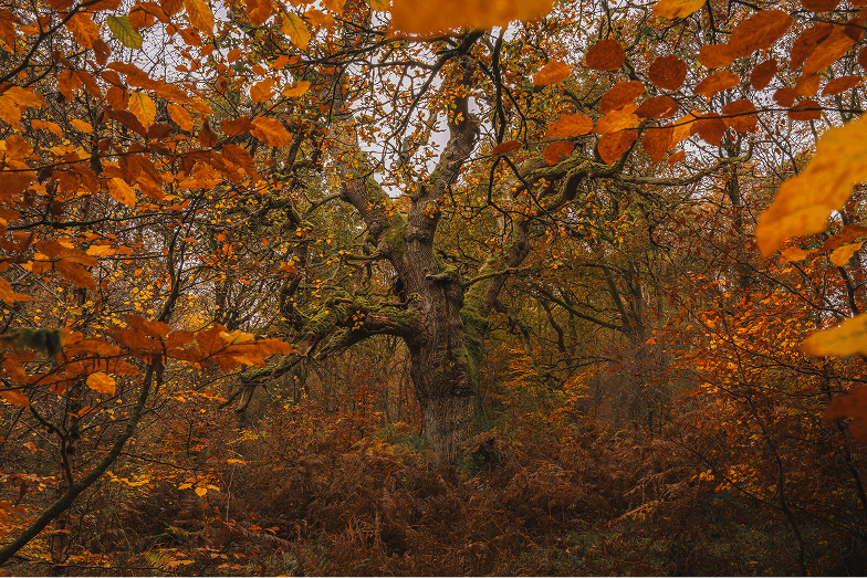 landscape photographer