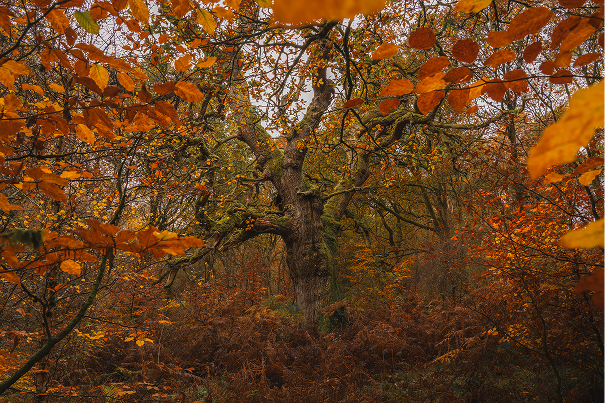 Autumn
