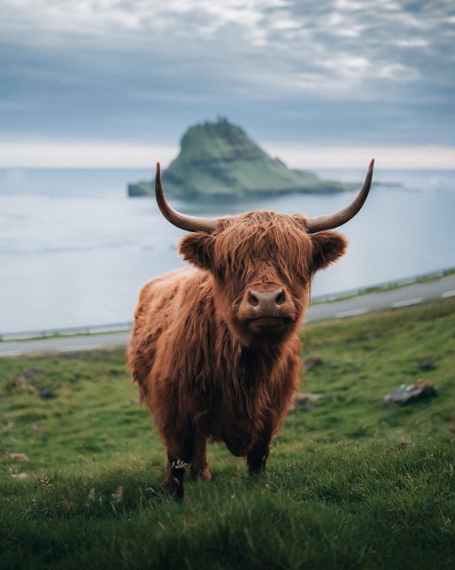 Cow2