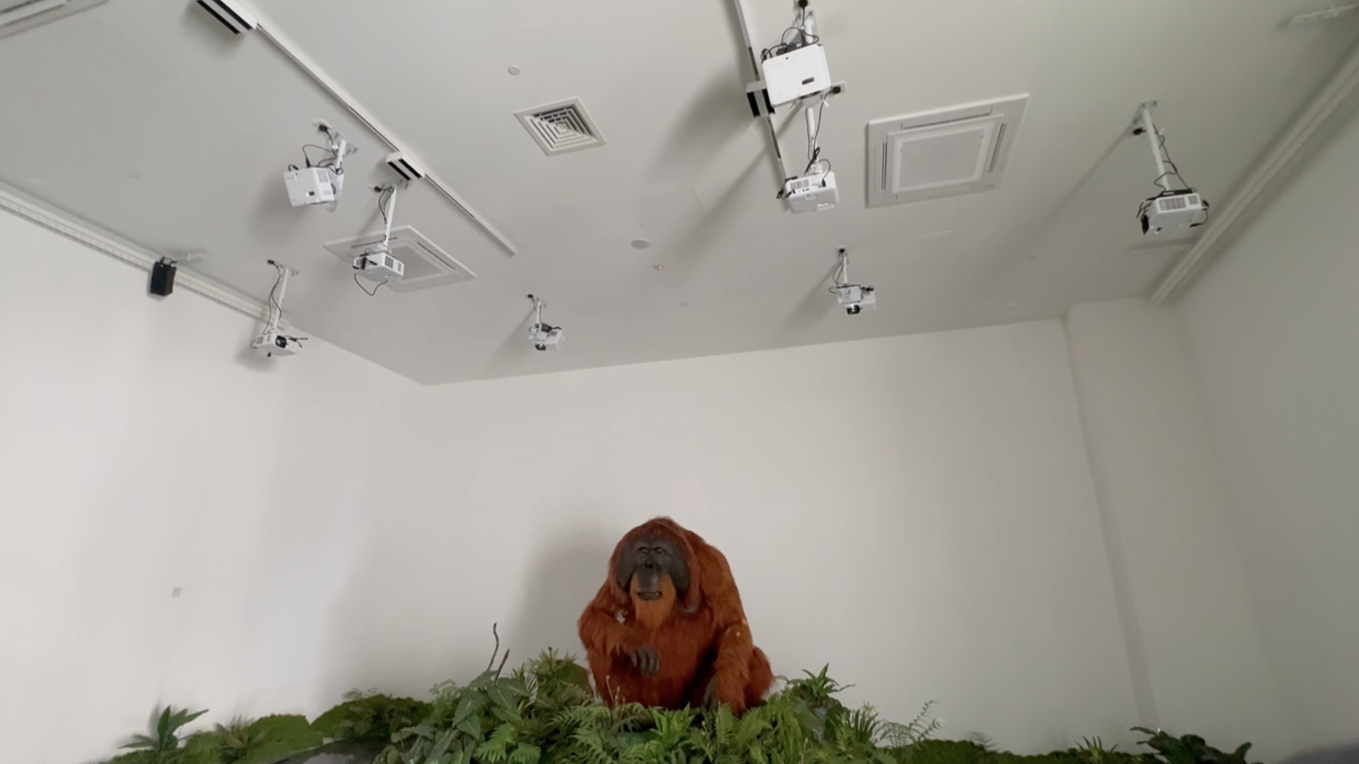 Orang Utan 10
