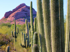 LDS138-151 dvLED Video Wall in Phoenix, AZ