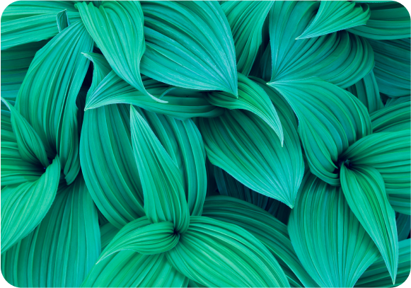 Close-up of vibrant green leaves, symbolizing sustainability, recycling efforts, and eco-friendly product design.